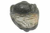 Wide, Enrolled Austerops Trilobite - Morocco #224098-3
